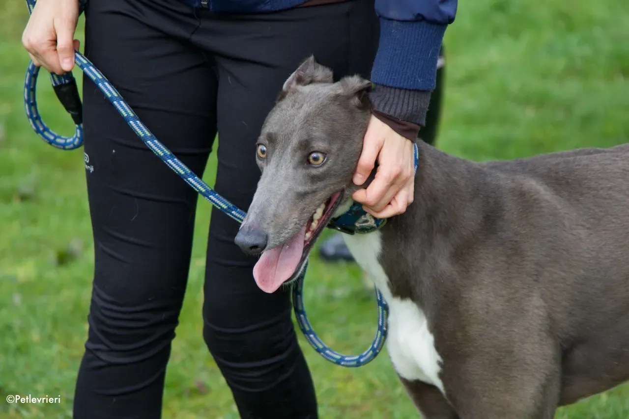 princess adozione levrieri greyhound 8