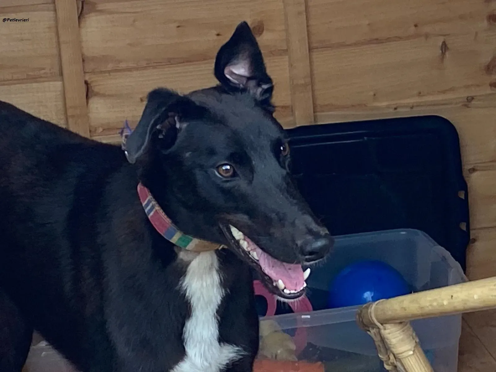 prophet .greyhound.adozione.levrieri 1