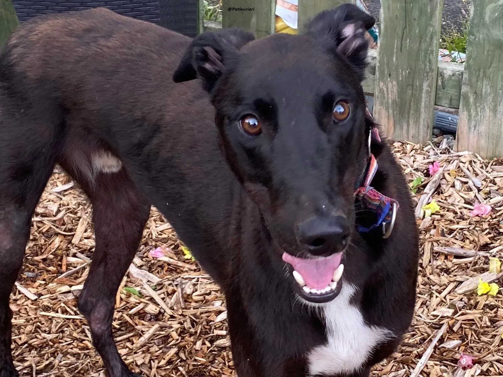 prophet .greyhound.adozione.levrieri 2