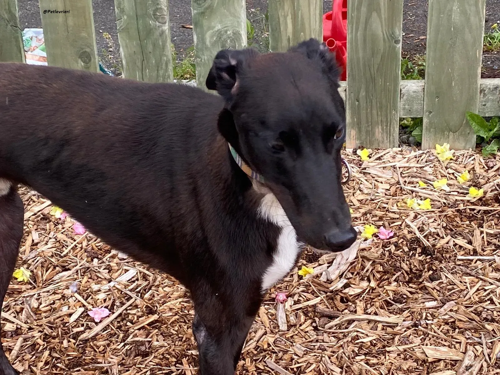 prophet .greyhound.adozione.levrieri 3