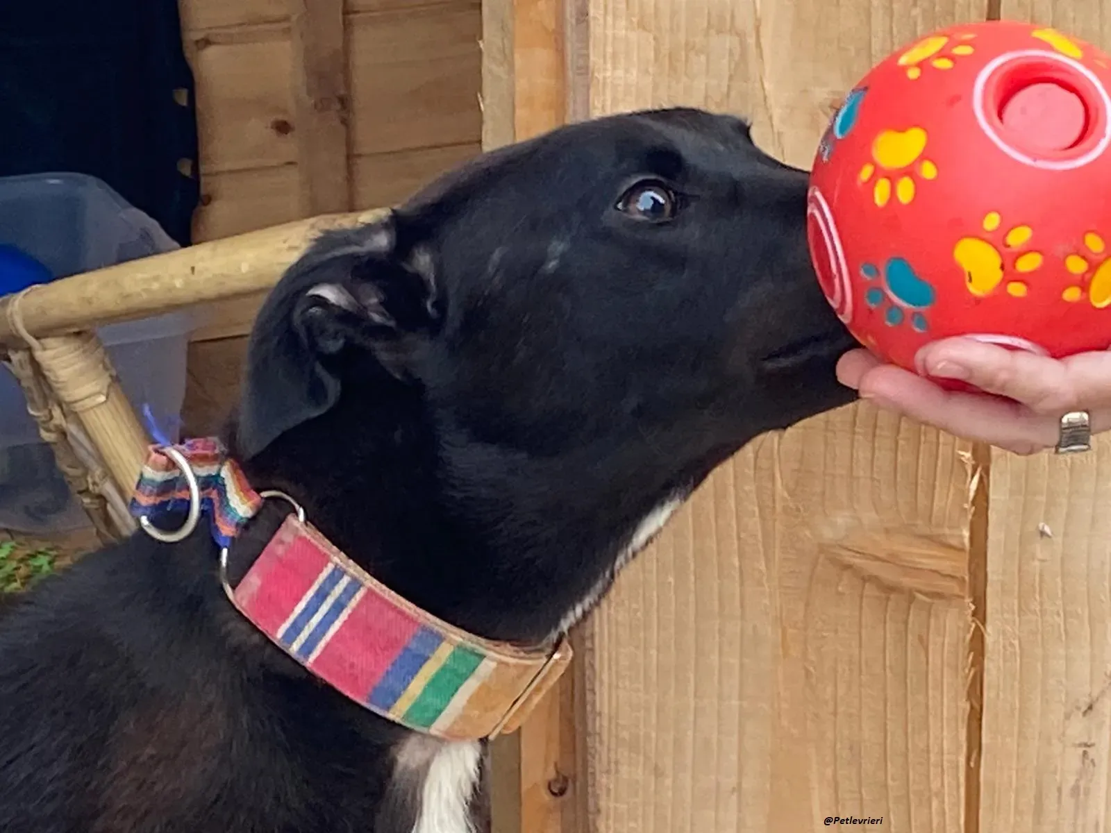 prophet .greyhound.adozione.levrieri 4