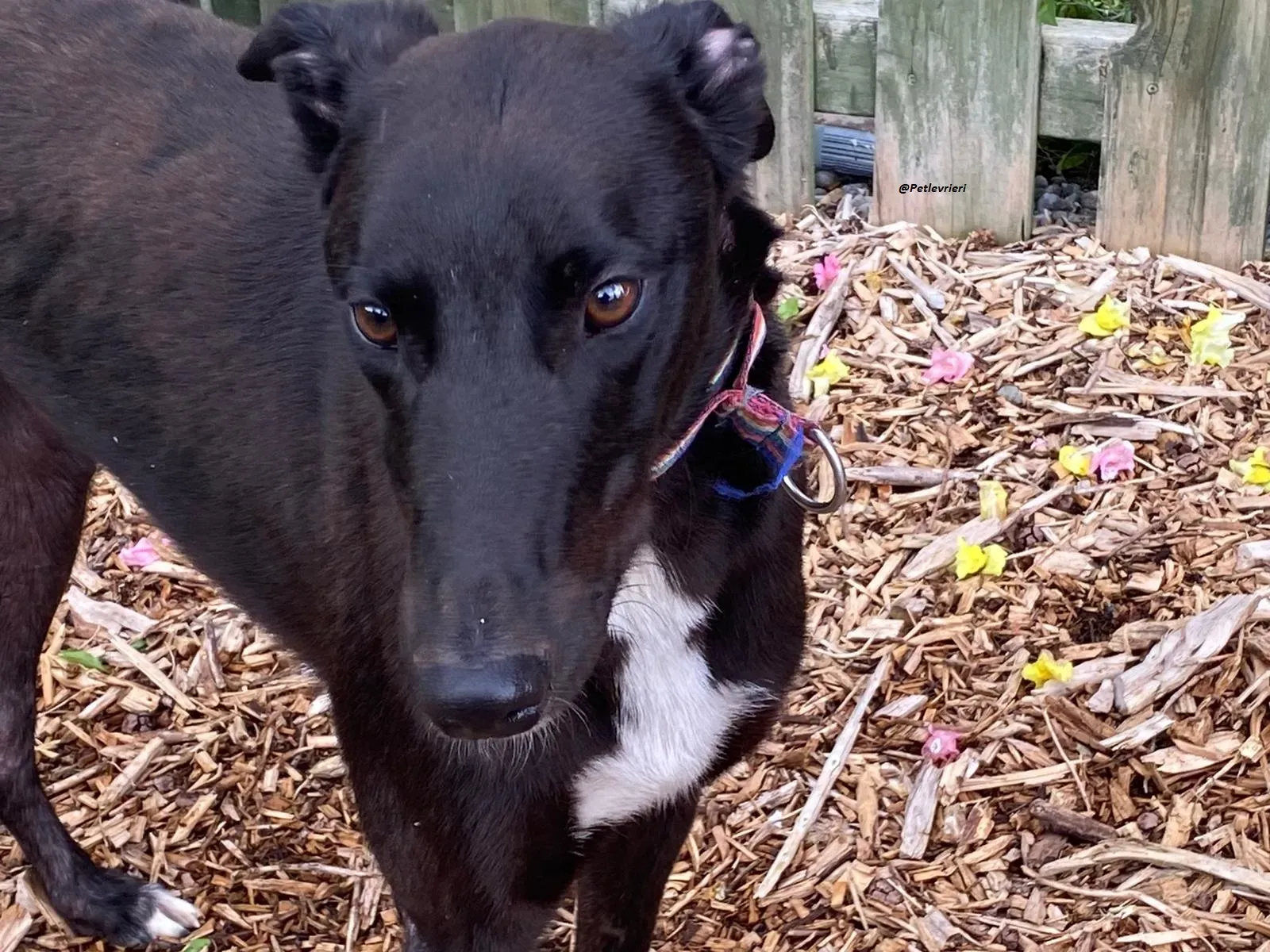 prophet .greyhound.adozione.levrieri 5