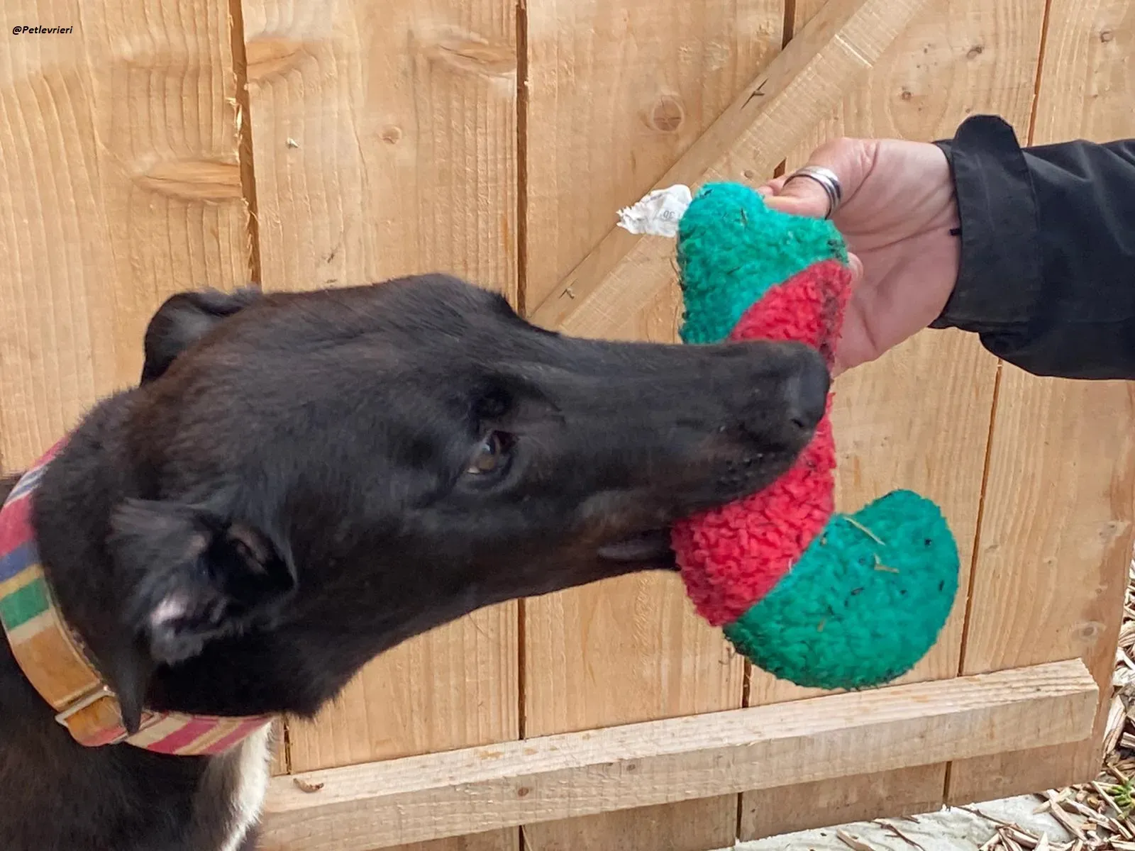 prophet .greyhound.adozione.levrieri 6