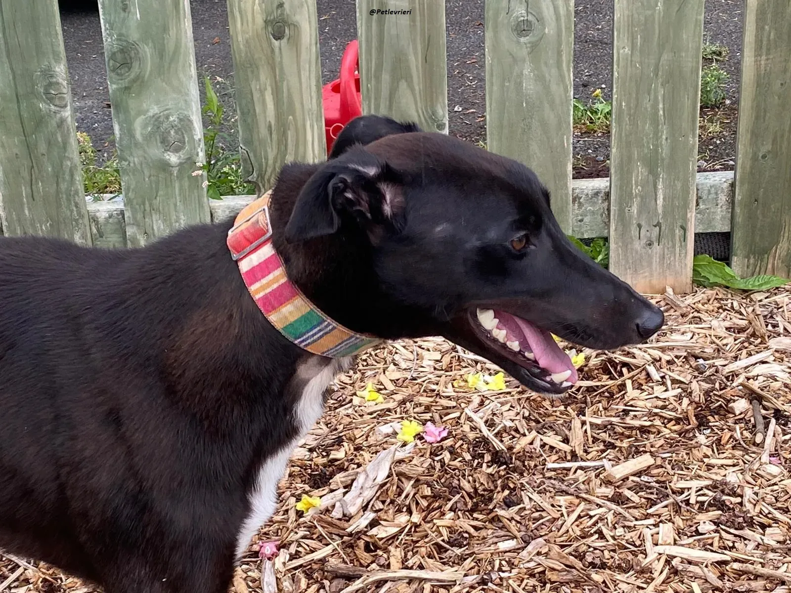 prophet .greyhound.adozione.levrieri 7