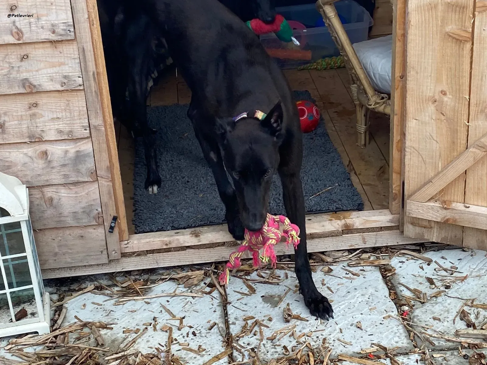 prophet .greyhound.adozione.levrieri 8