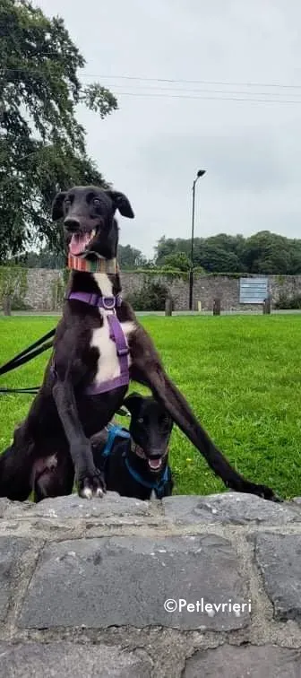 prophet adozione levrieri greyhound 1