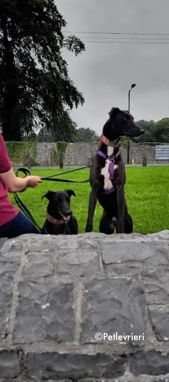 prophet adozione levrieri greyhound 2