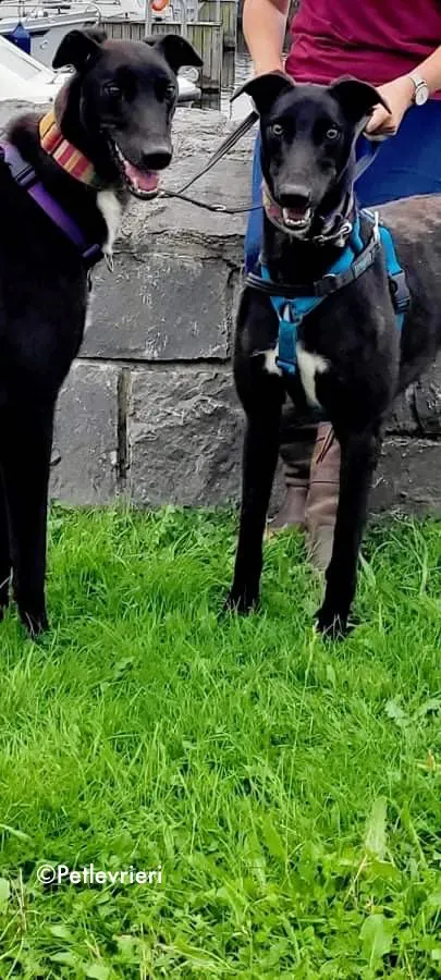 prophet e parish adozione levrieri greyhound 1