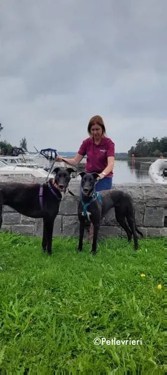 prophet e parish adozione levrieri greyhound 2 1