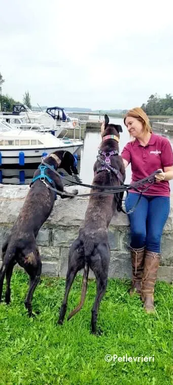 prophet e parish adozione levrieri greyhound 3