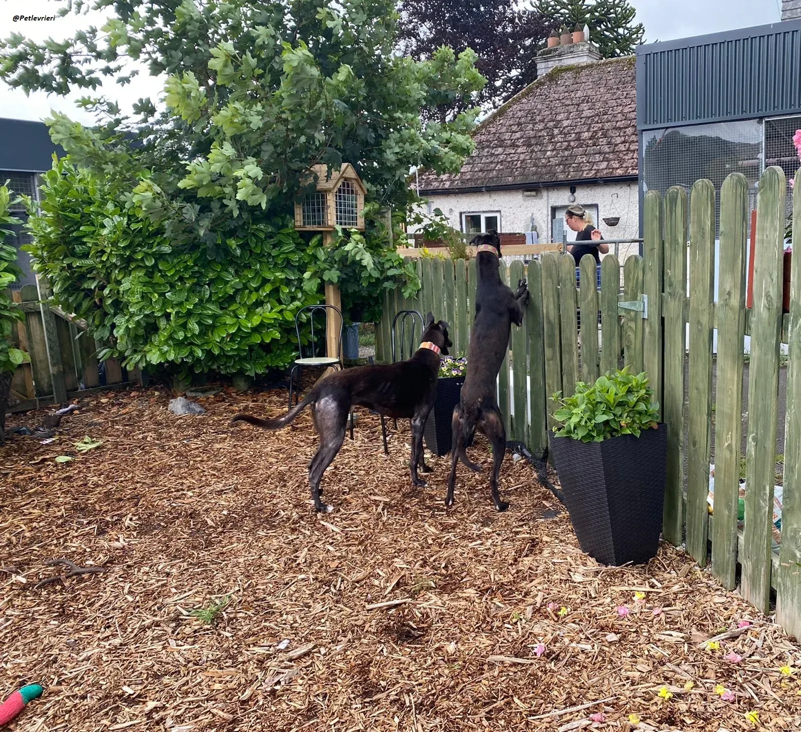 prophet e parish.greyhound.adozione.levrieri 1