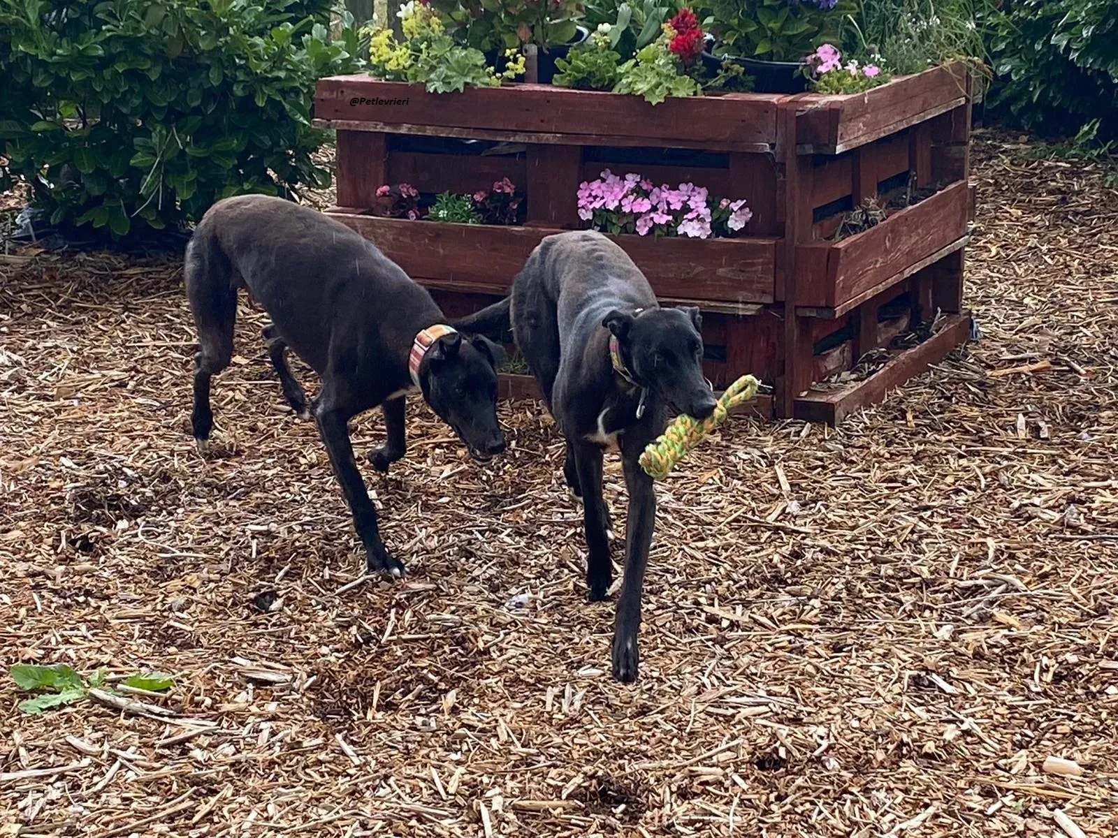 prophet e parish.greyhound.adozione.levrieri 2