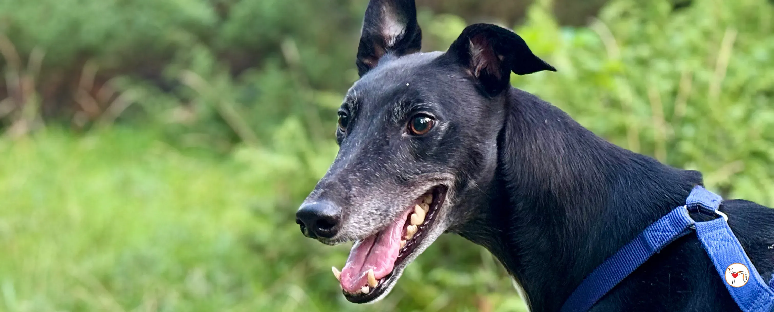 prophet grey adozione foster 00 copertina