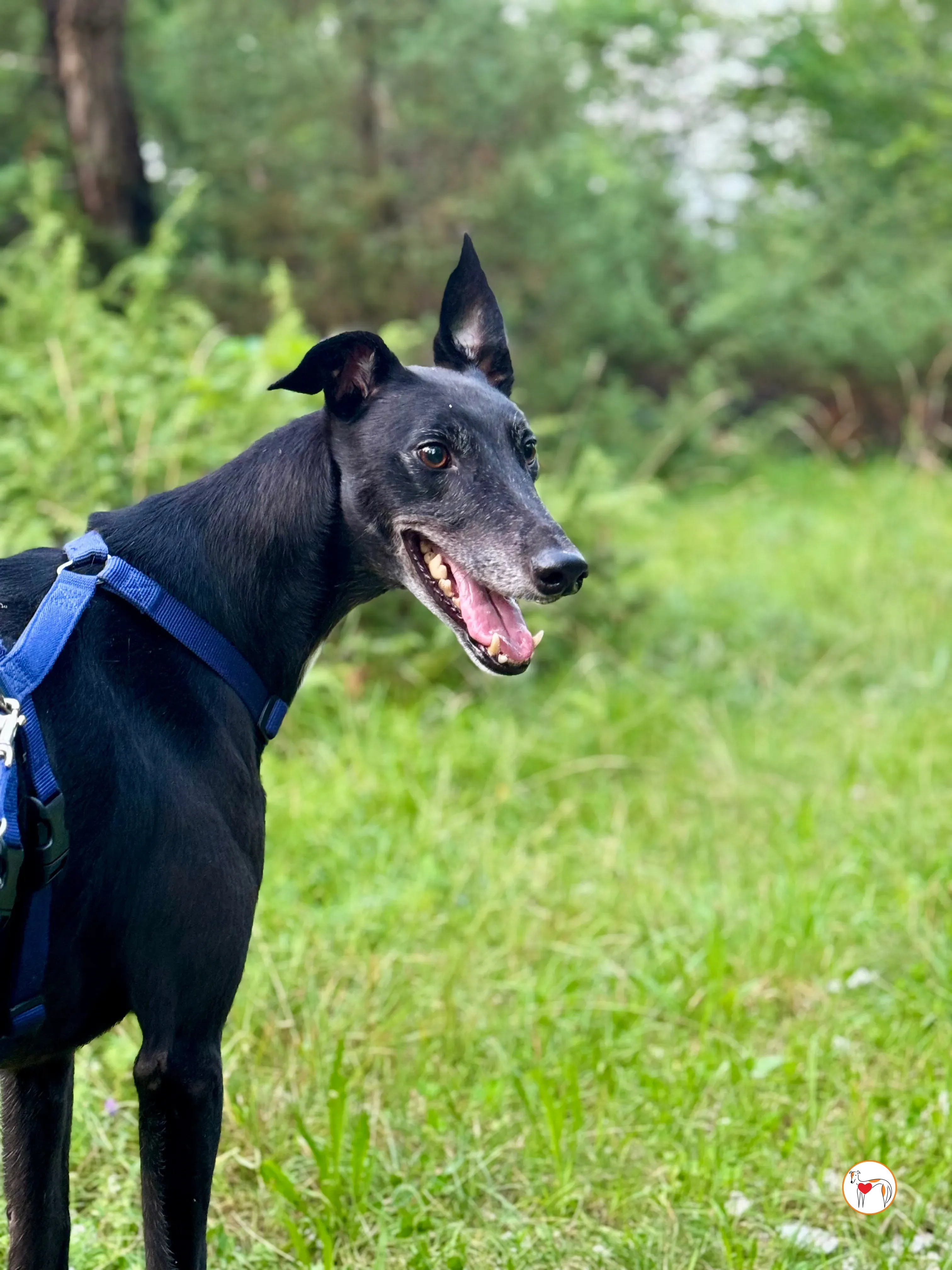 prophet grey adozione foster 01