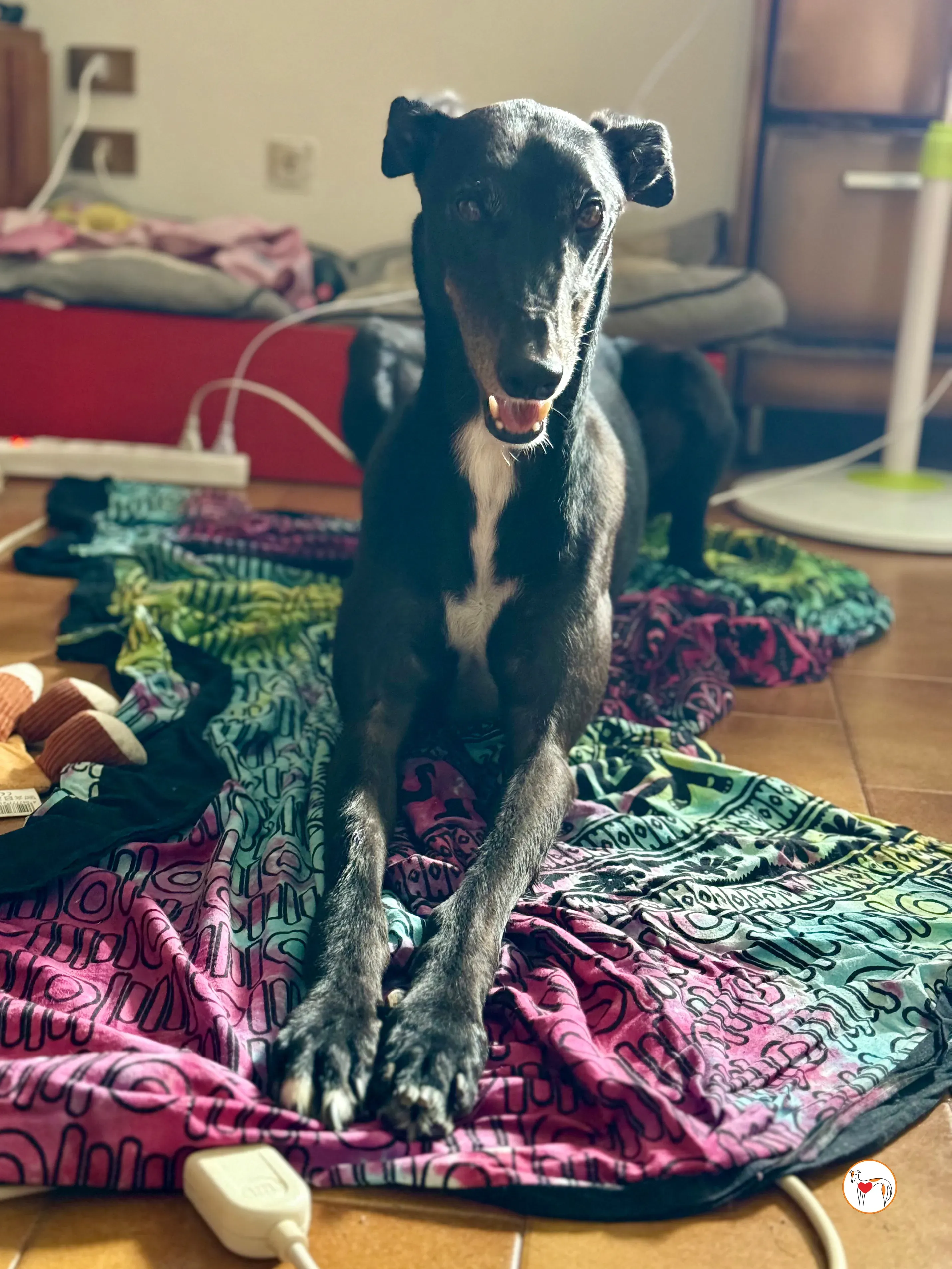 prophet grey adozione foster 02