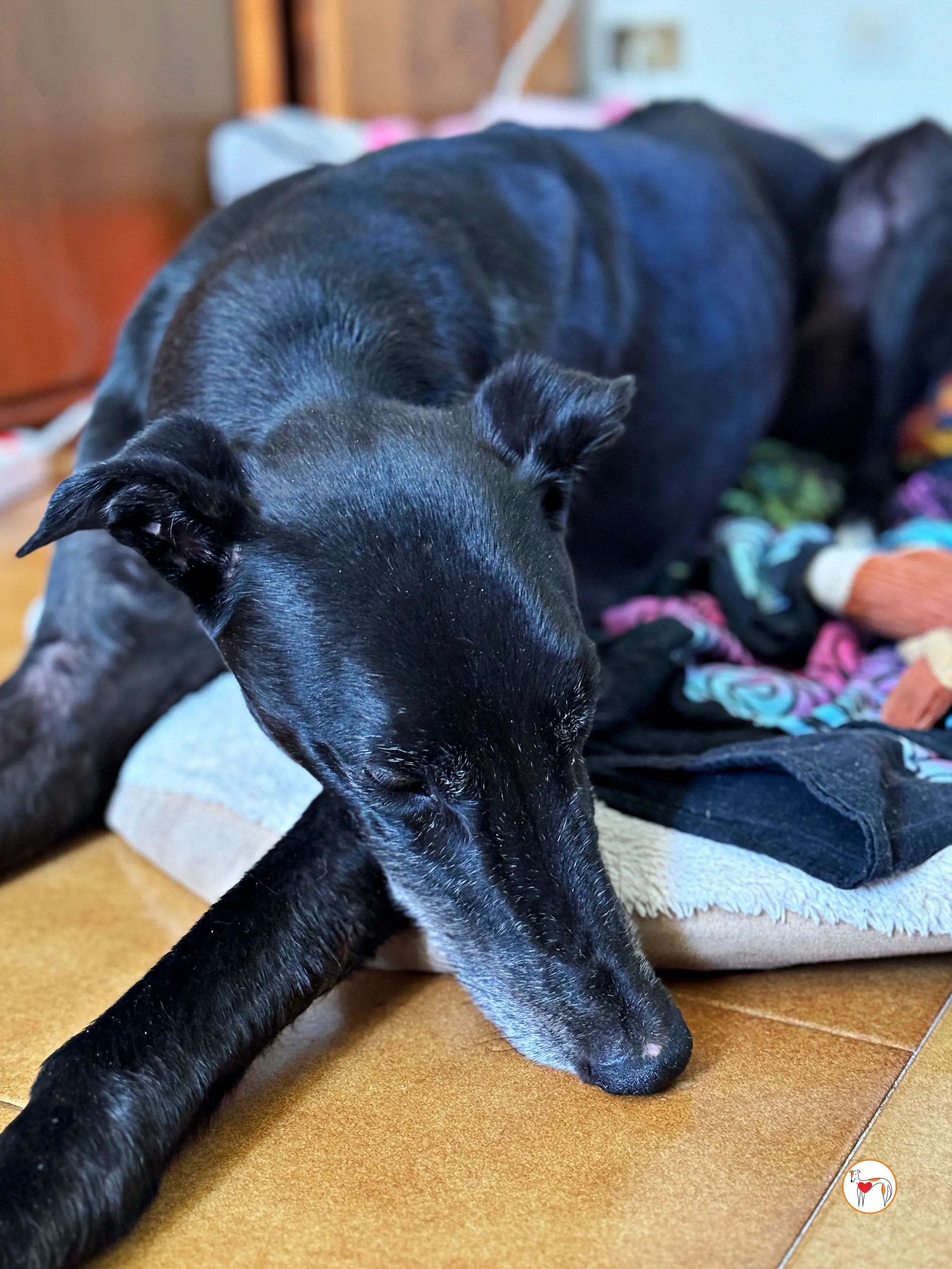 prophet grey adozione foster 03