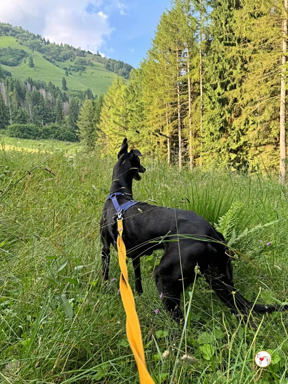 prophet grey adozione foster 04 large