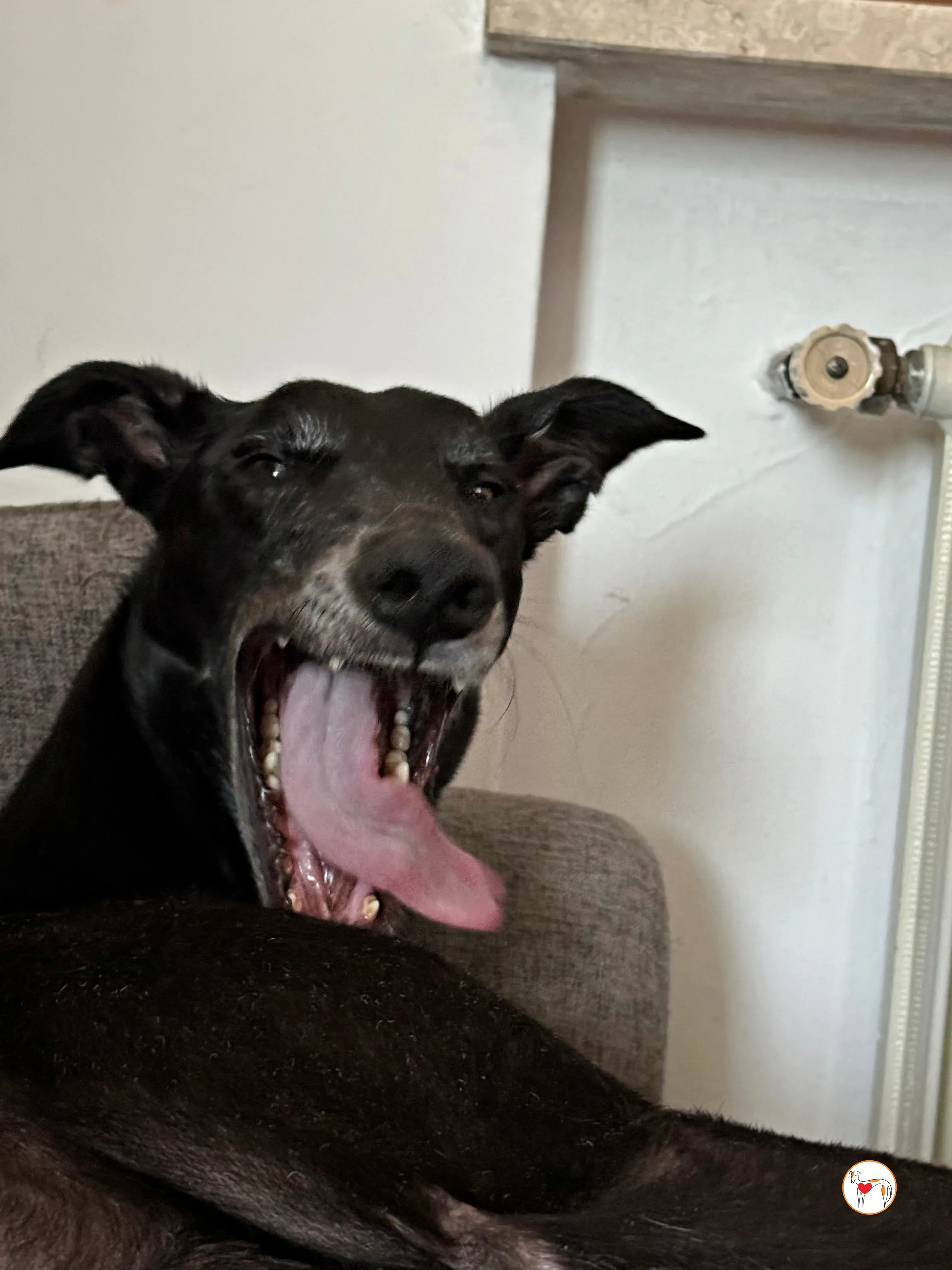 prophet grey adozione foster 05