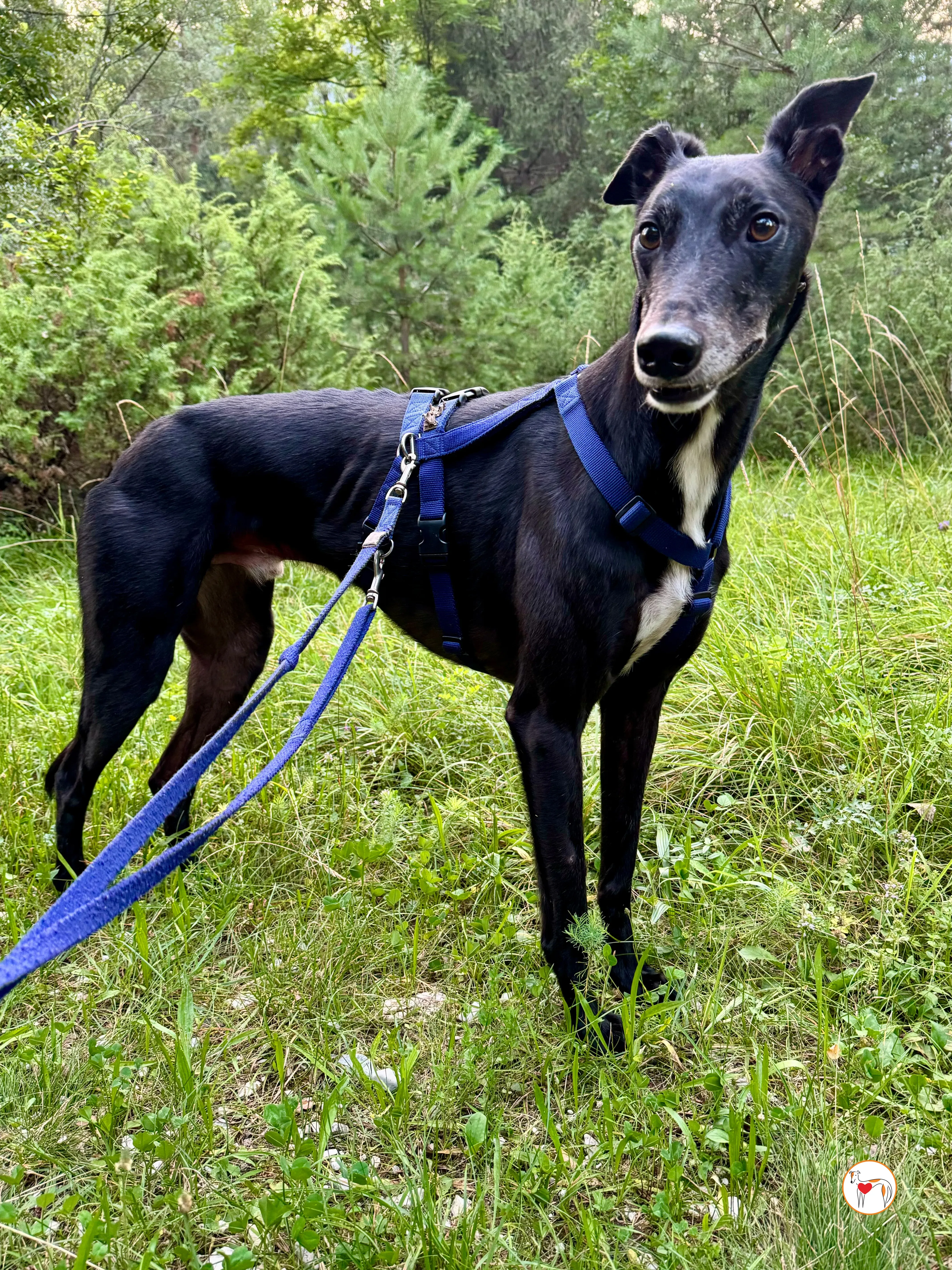 prophet grey adozione foster 06