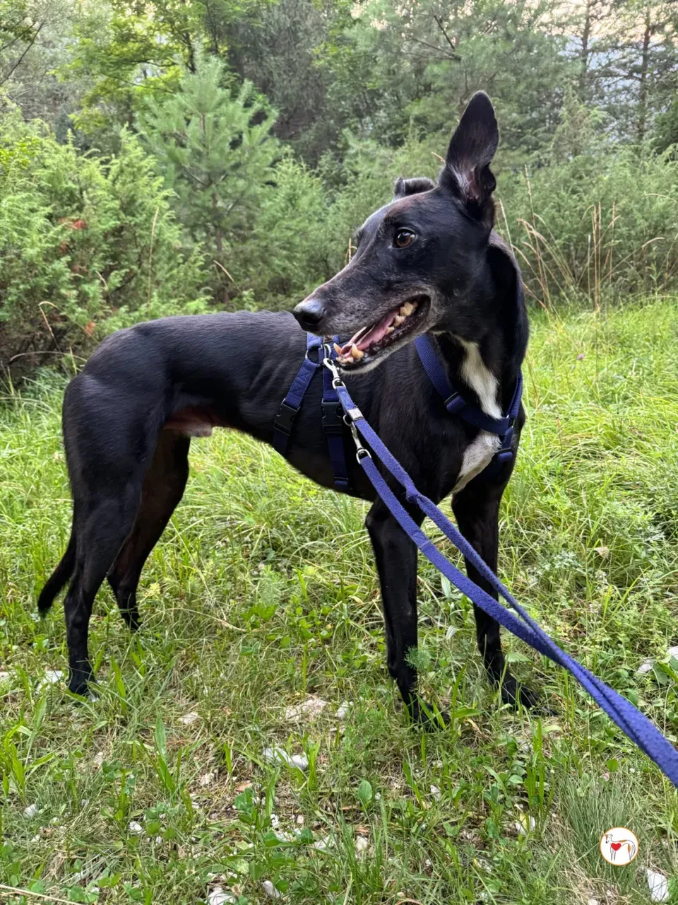 prophet grey adozione foster 07 large