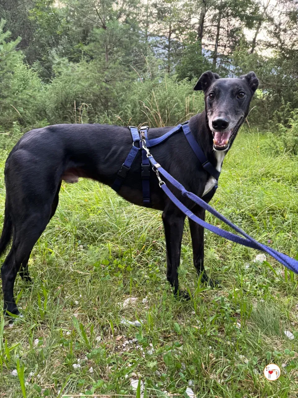 prophet grey adozione foster 08 large