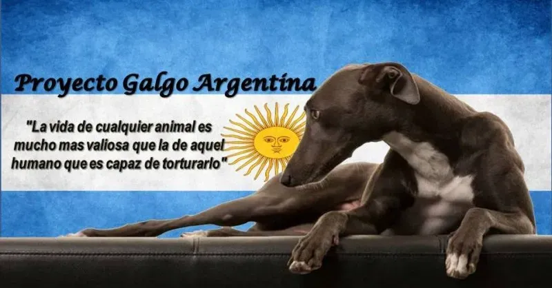 proyecto galgo argentina pga 2