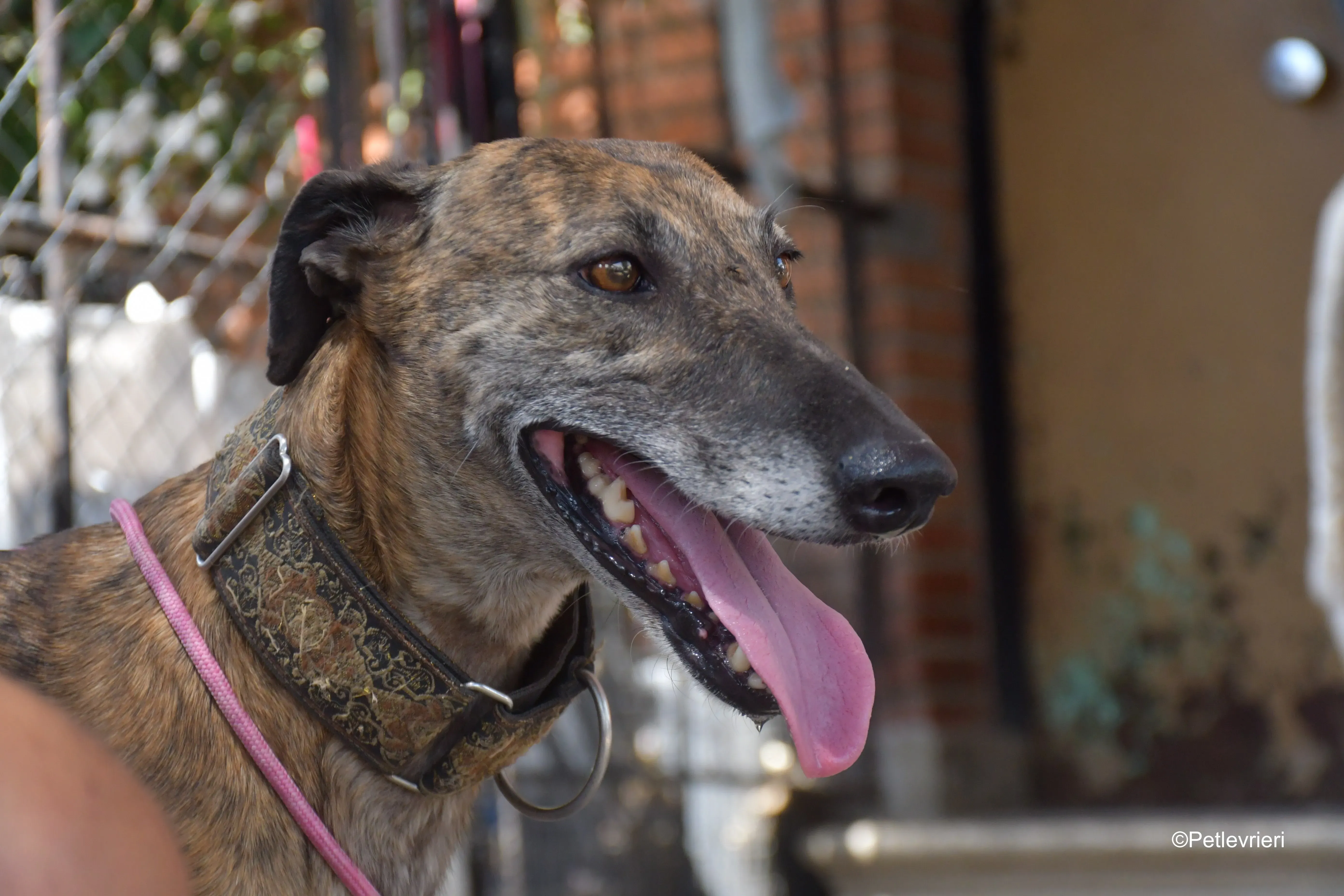 prudence adozione levrieri galgo 1