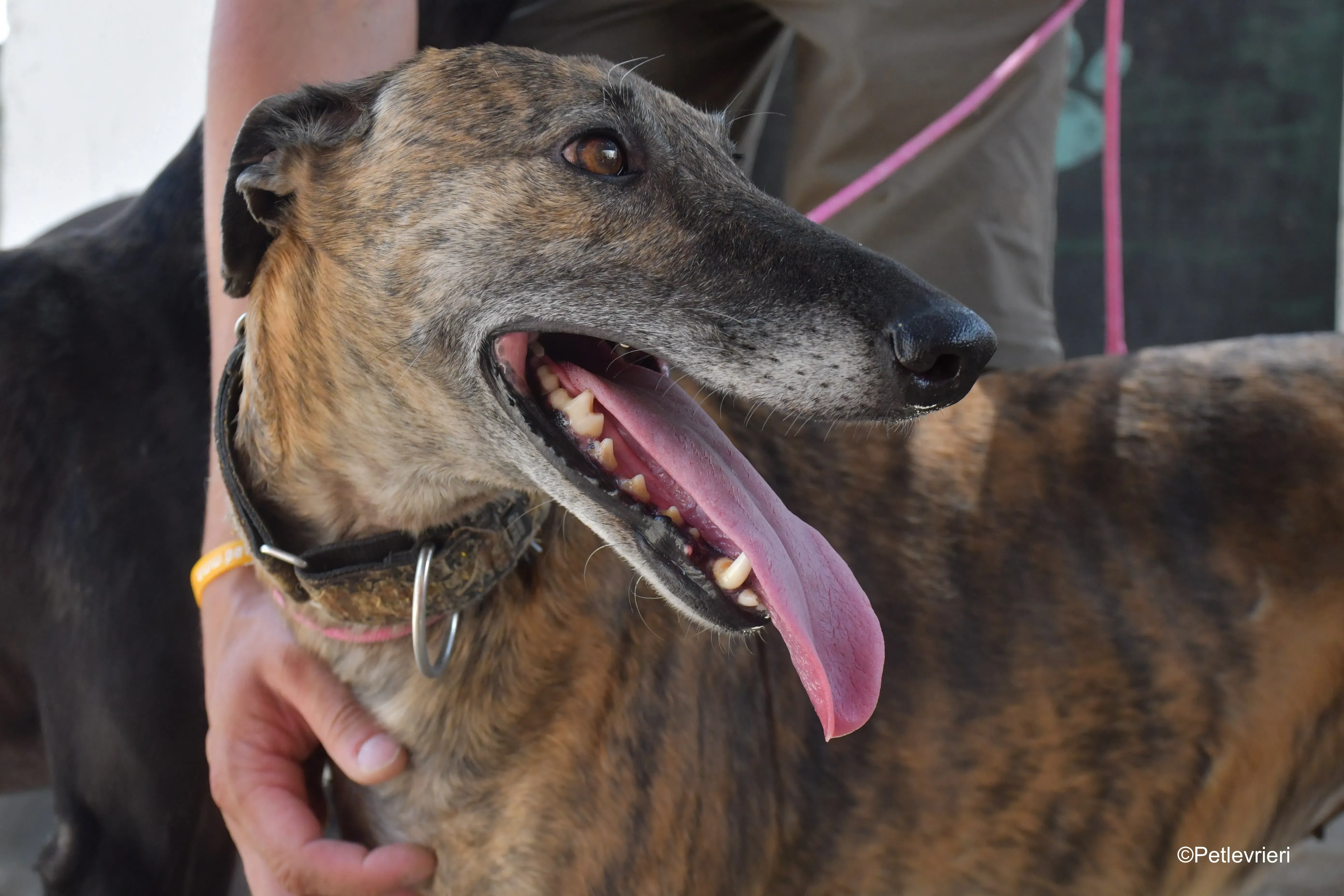 prudence adozione levrieri galgo 2