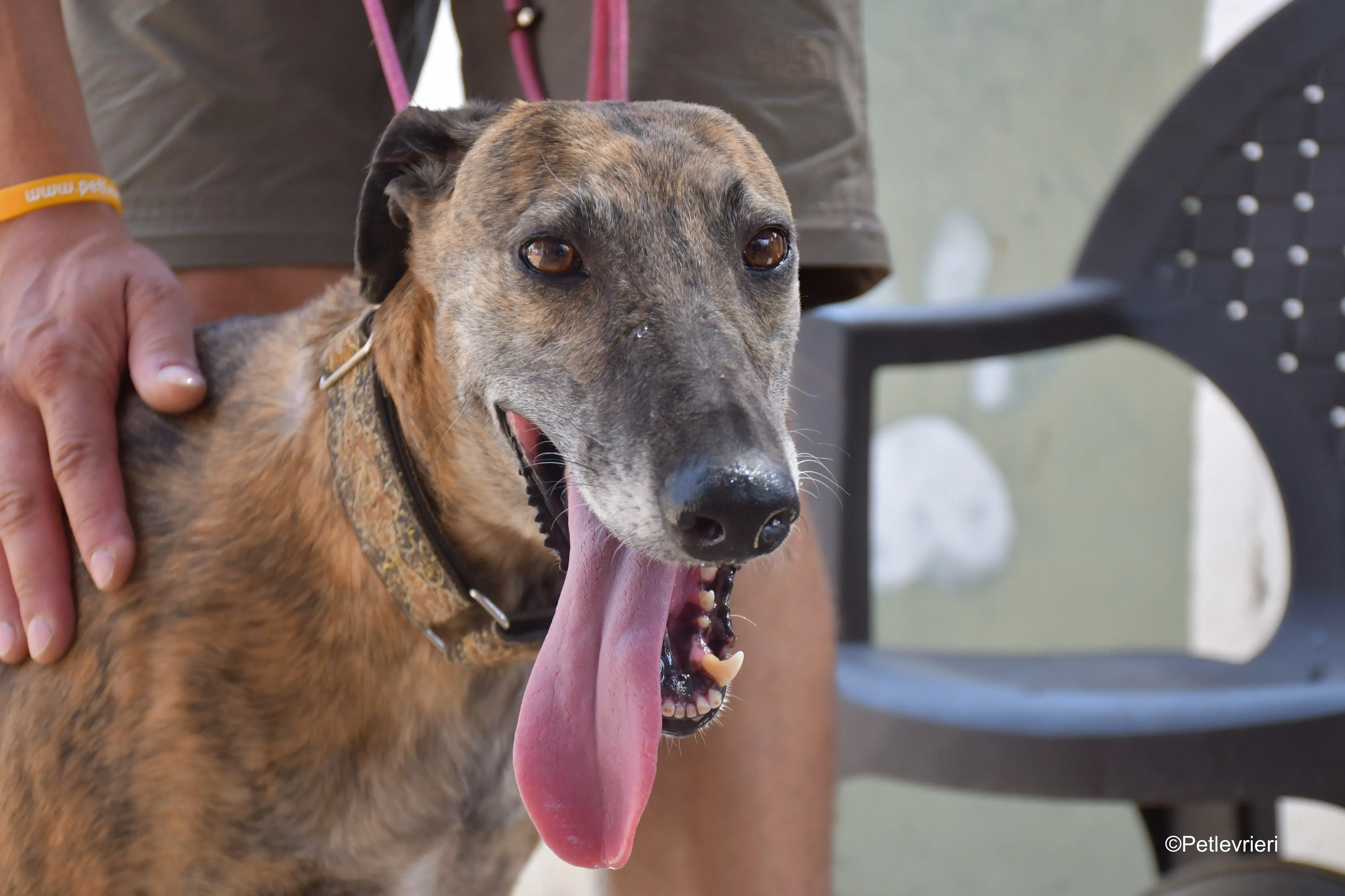 prudence adozione levrieri galgo 3