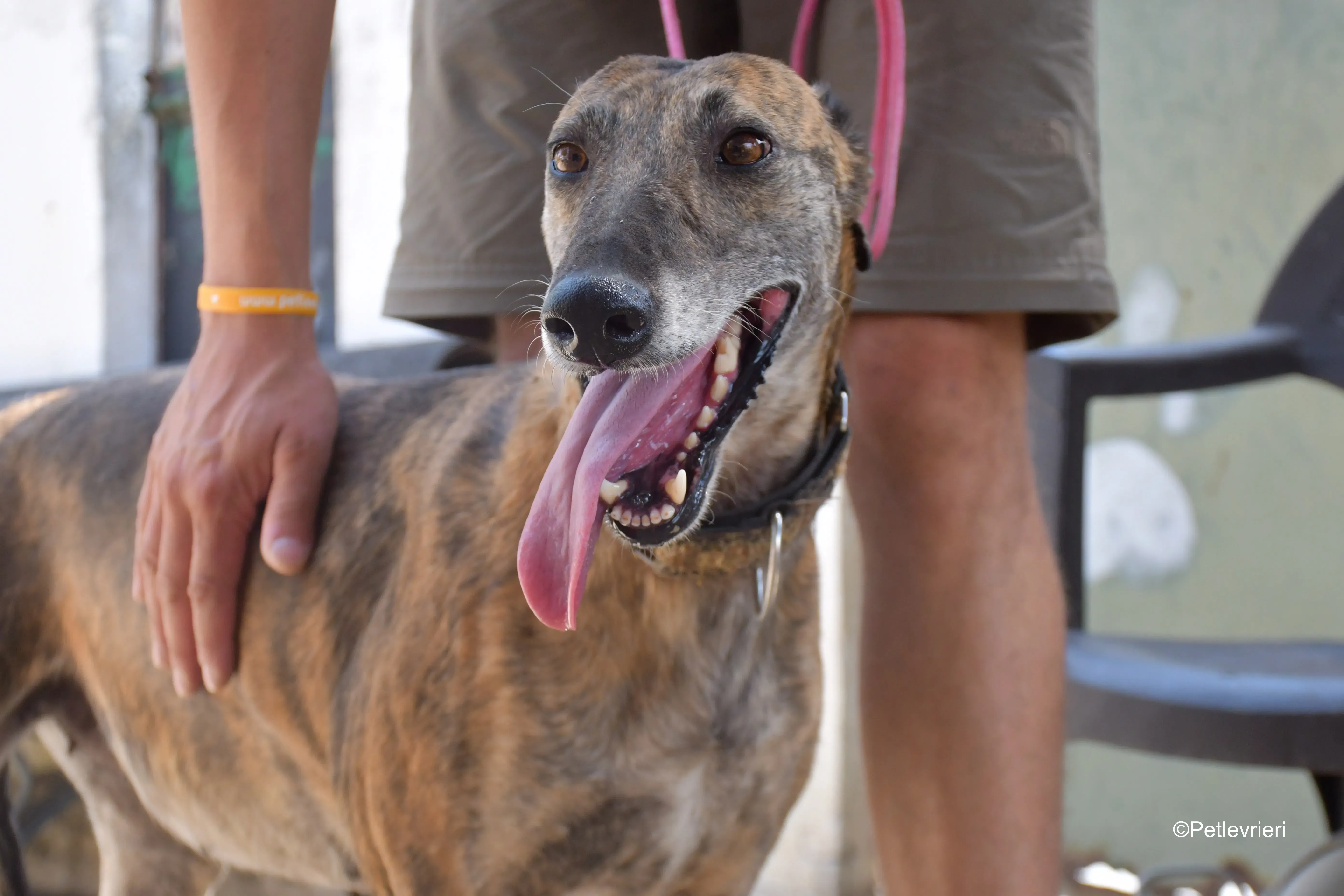 prudence adozione levrieri galgo 4