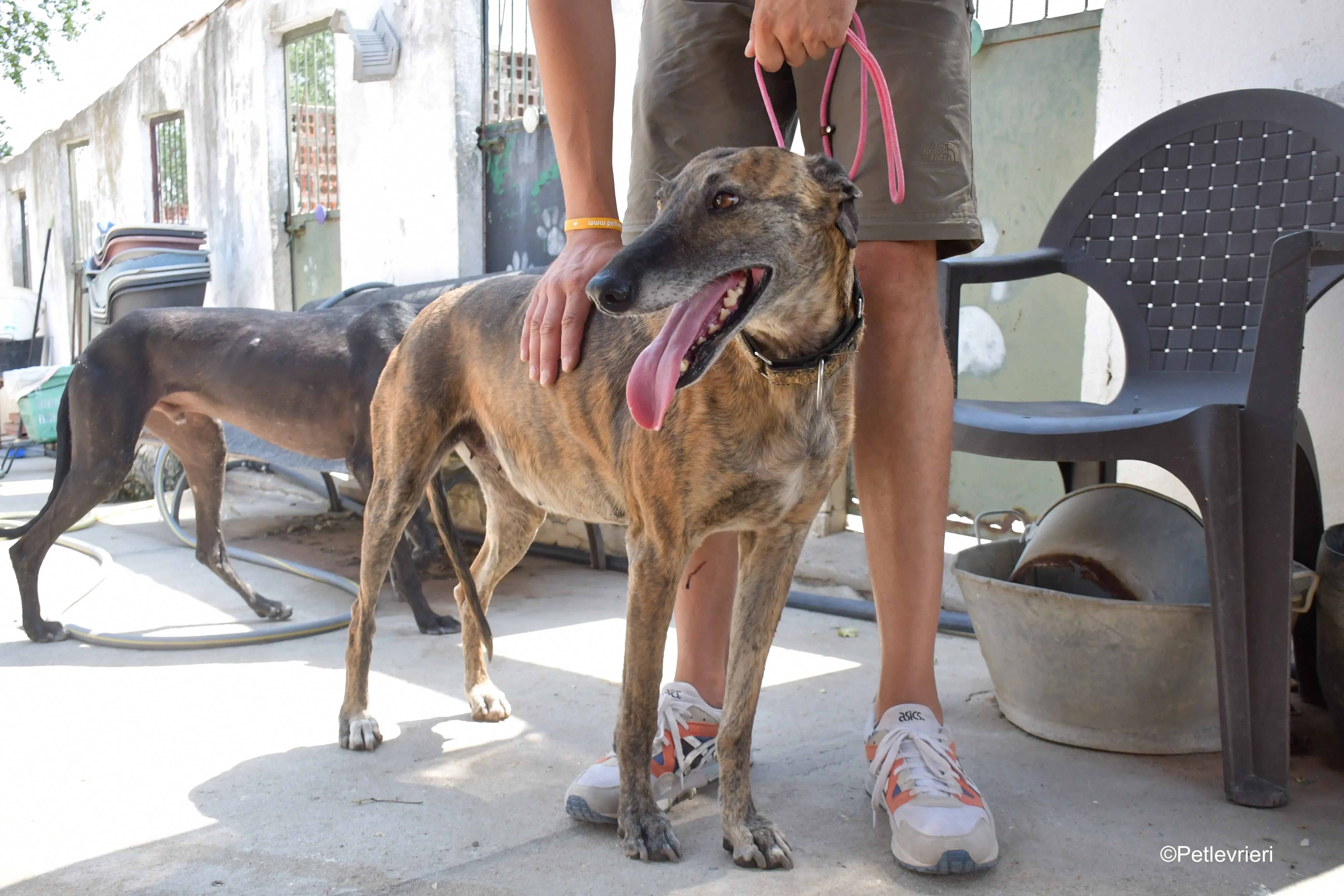 prudence adozione levrieri galgo 5