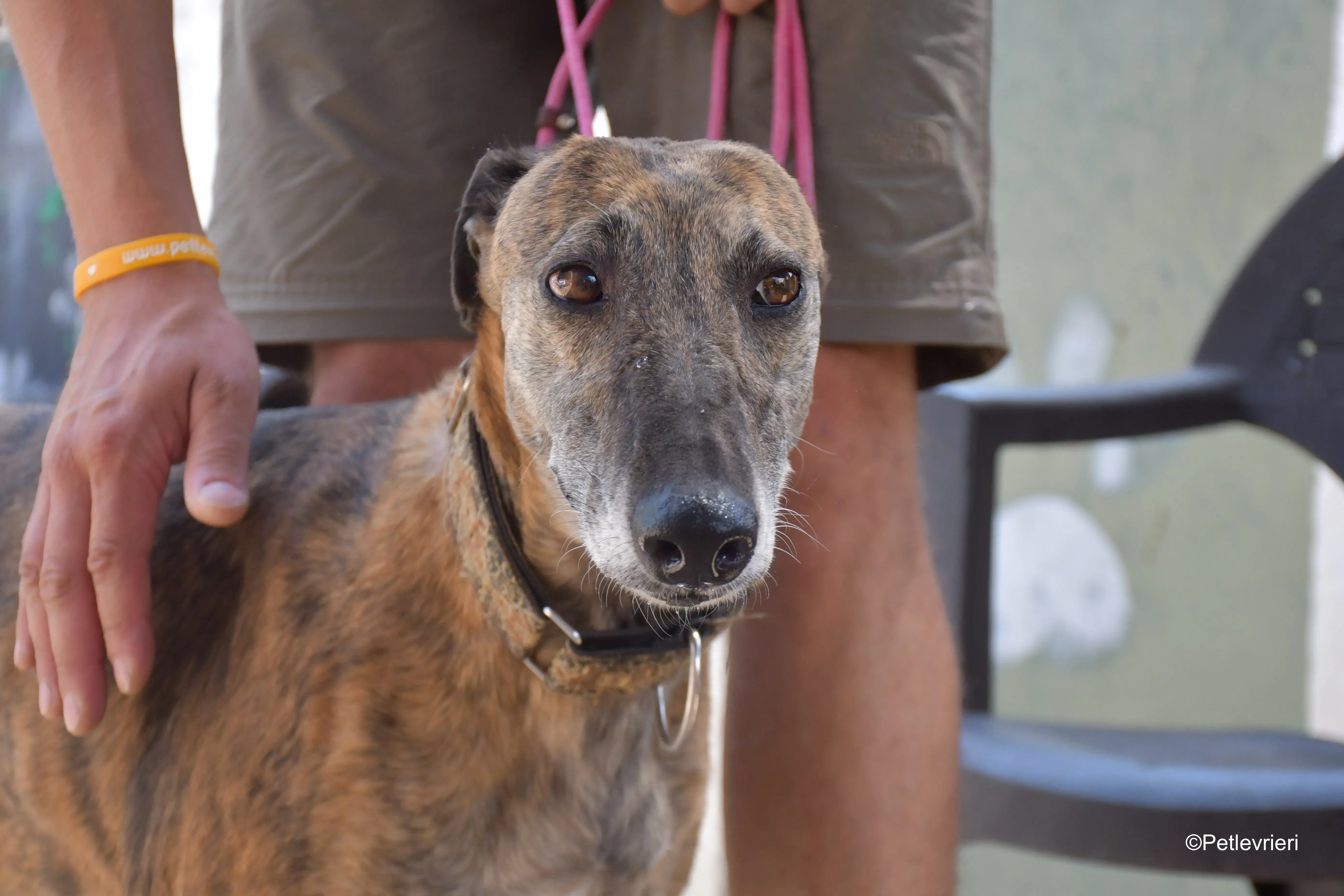 prudence adozione levrieri galgo 6
