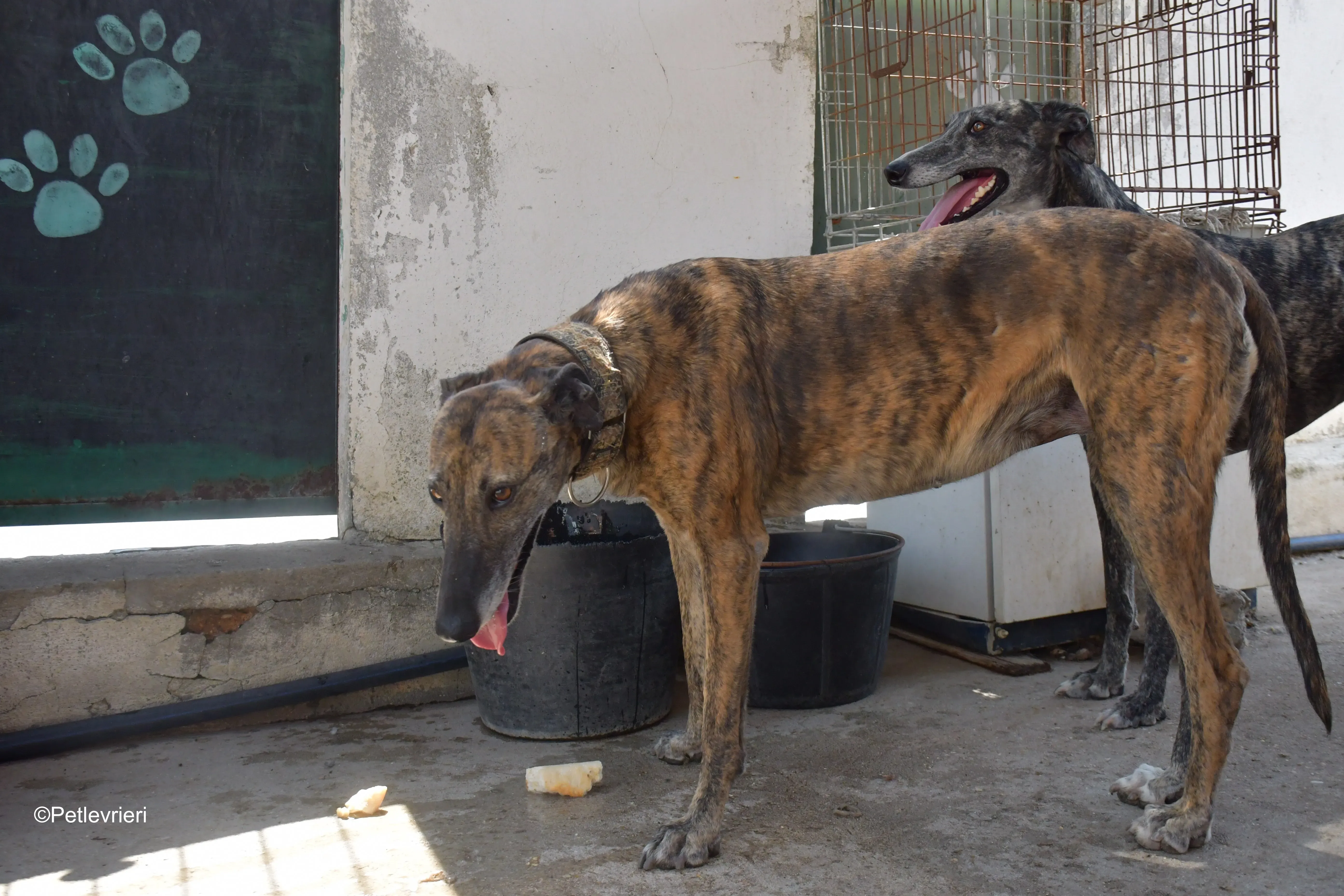 prudence adozione levrieri galgo 7