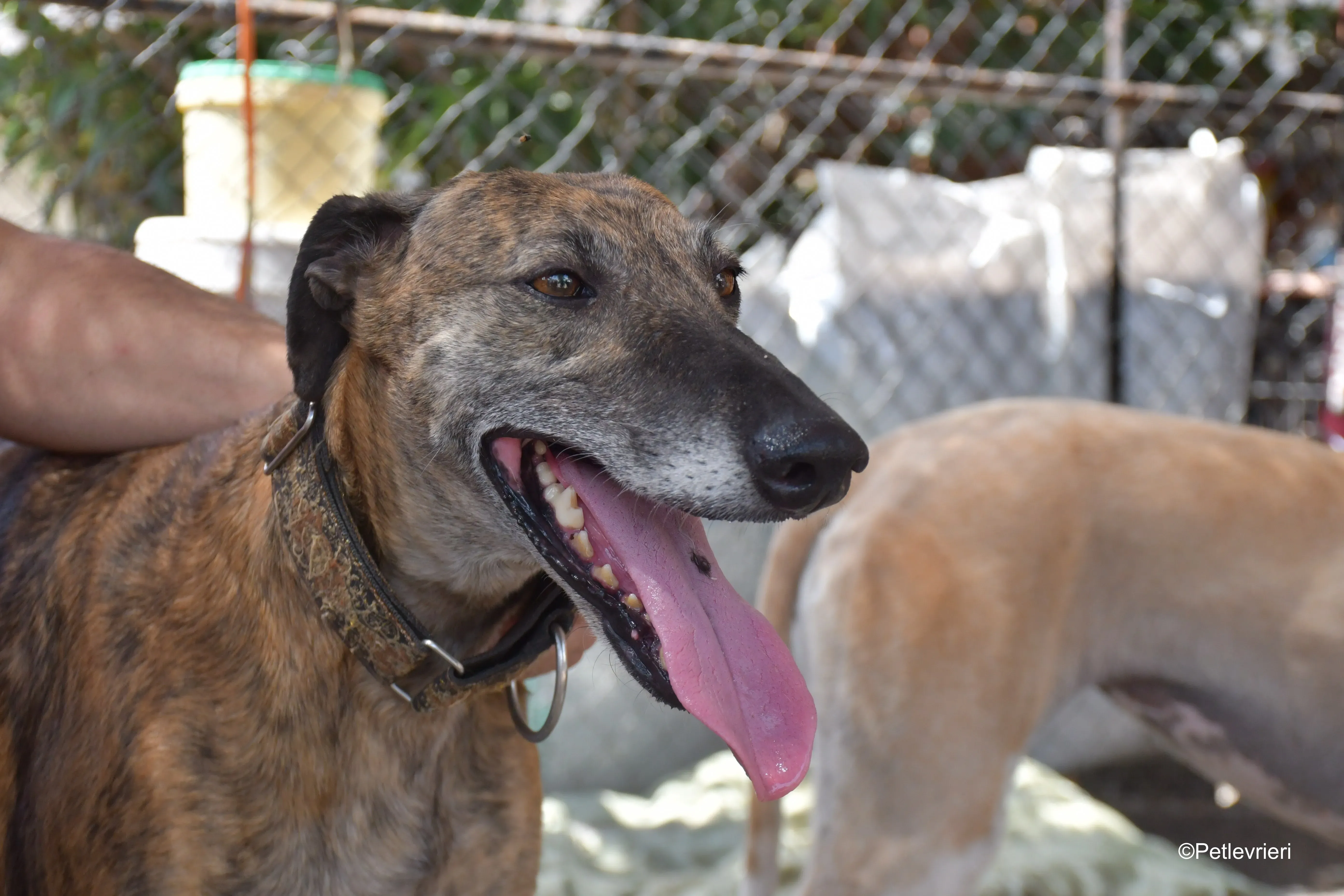 prudence adozione levrieri galgo 8
