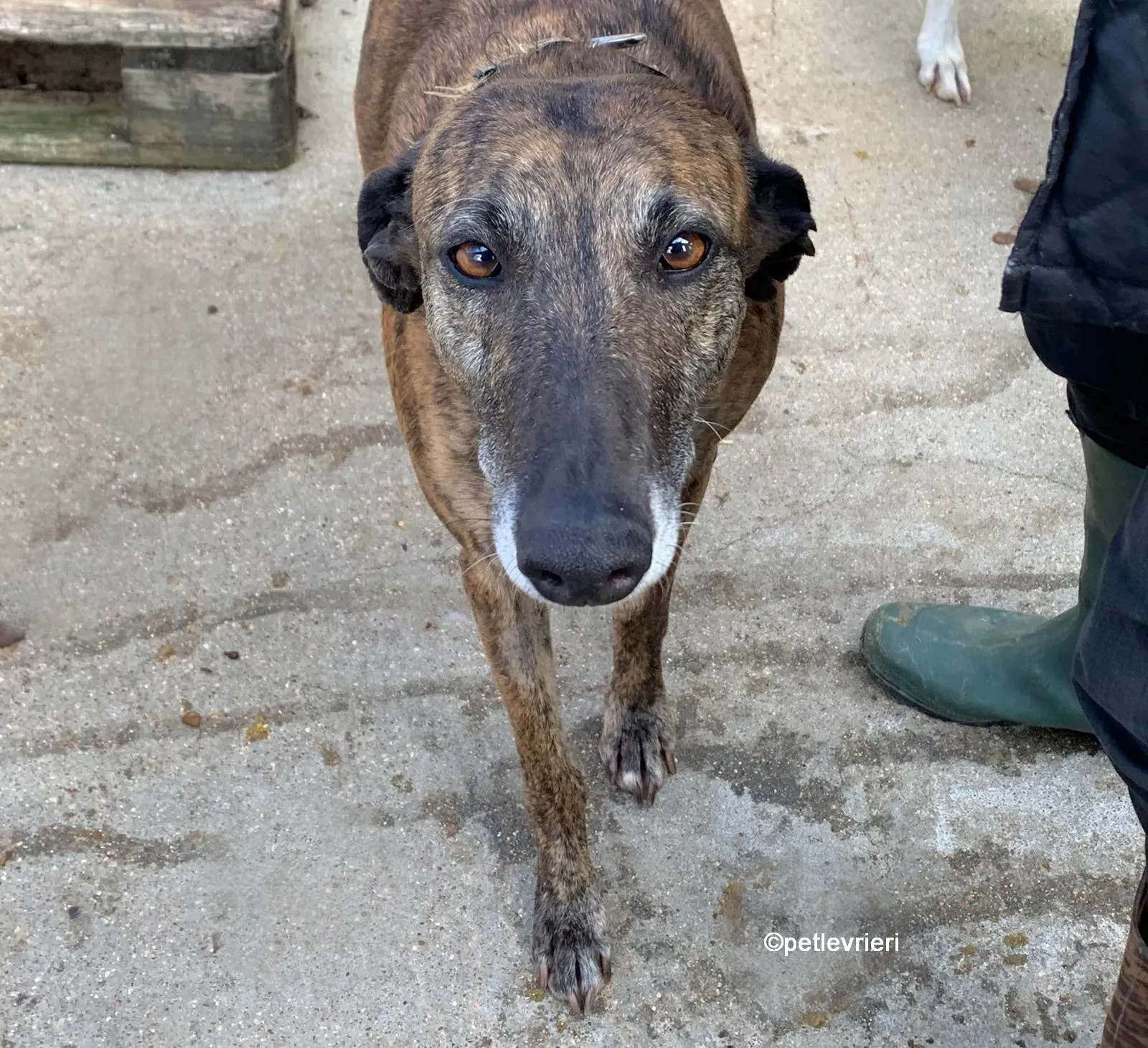 prudence galgo adozione levrieri 05