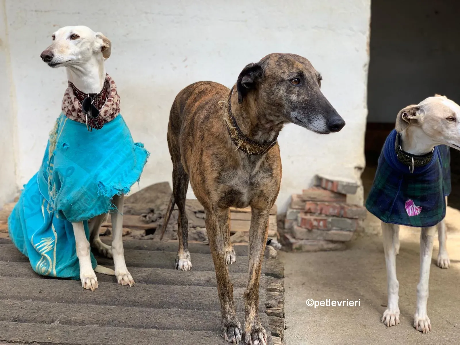 prudence galgo adozione levrieri 06