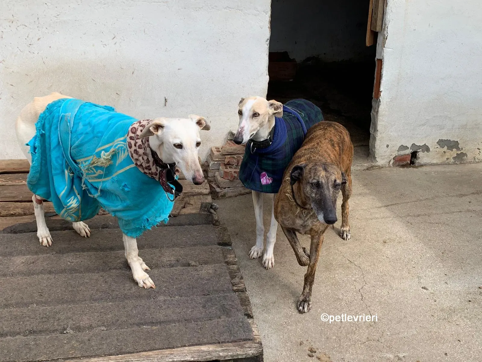 prudence galgo adozione levrieri 07