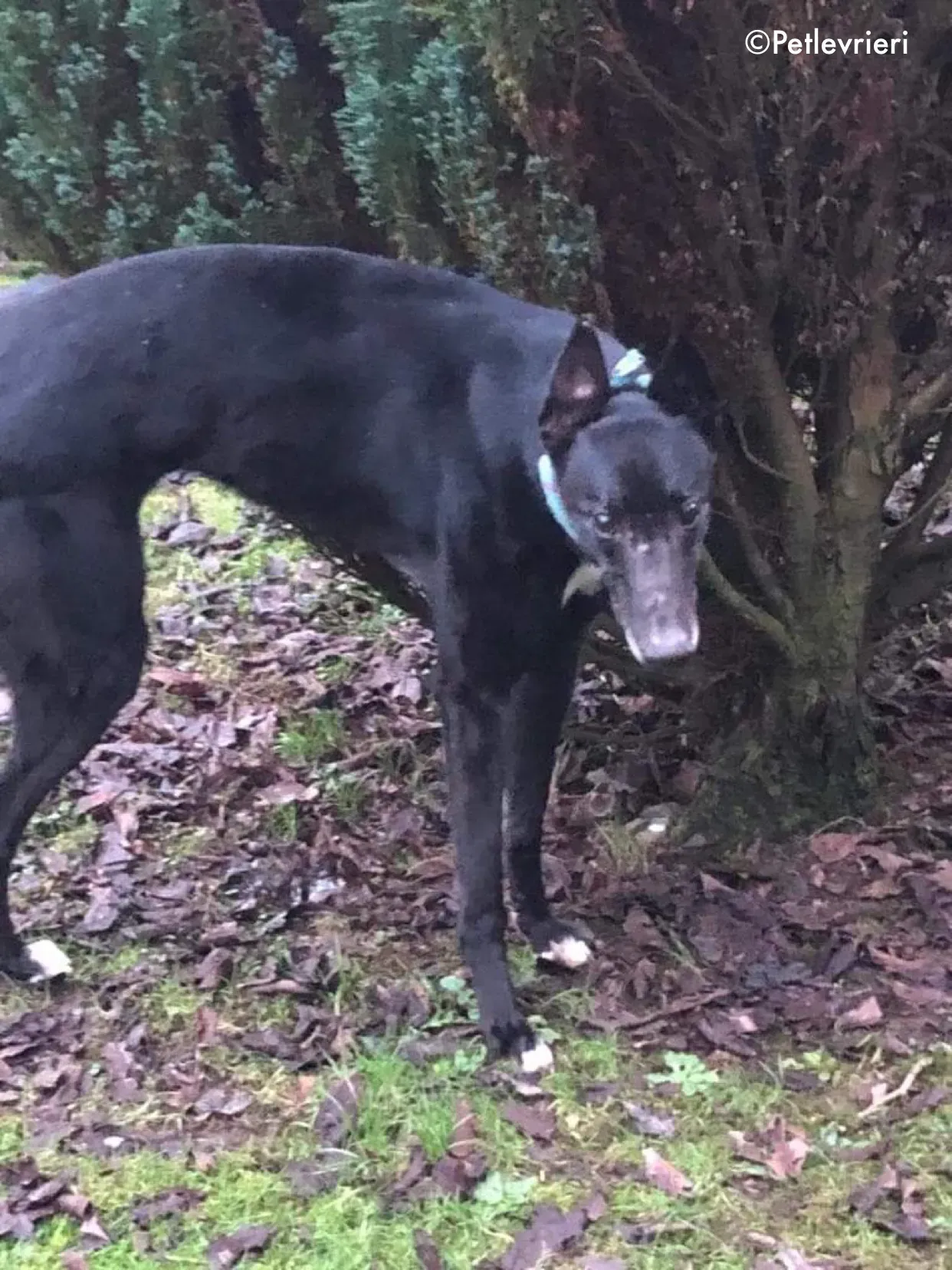 puccini adozione levrieri greyhound 1 2