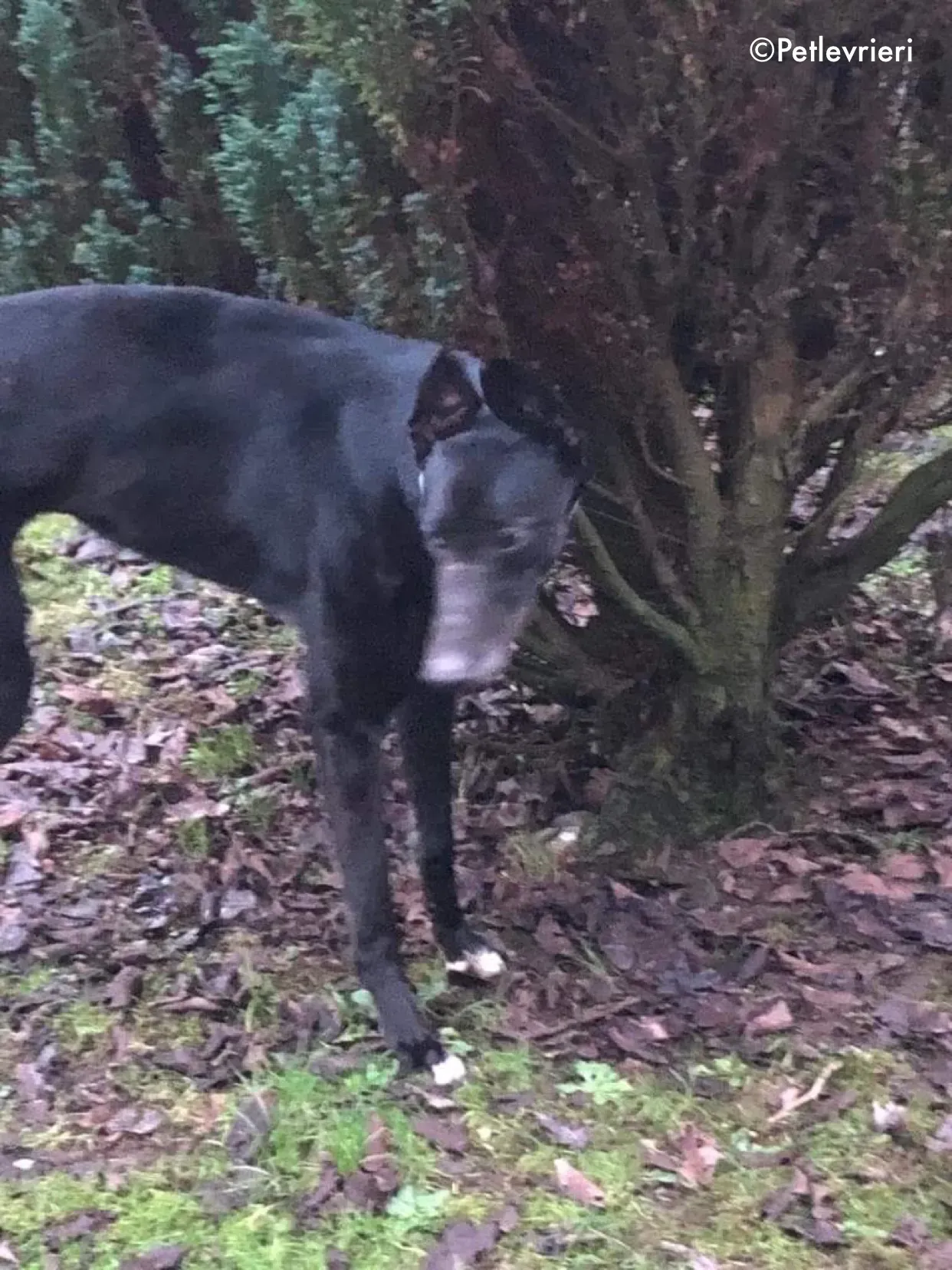 puccini adozione levrieri greyhound 2