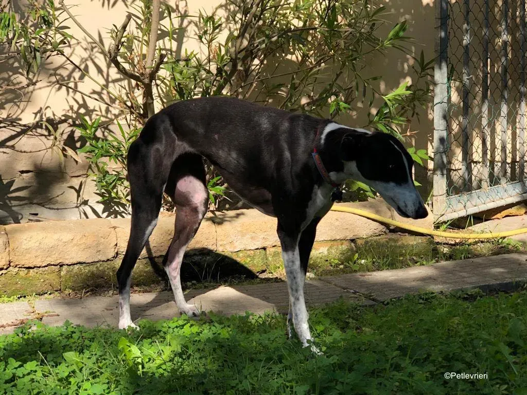puffin adozione levrieri greyhound 16