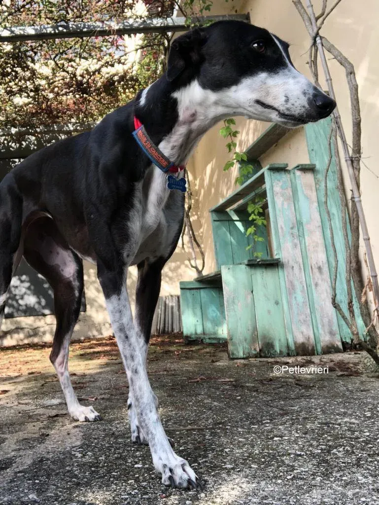 puffin adozione levrieri greyhound 17