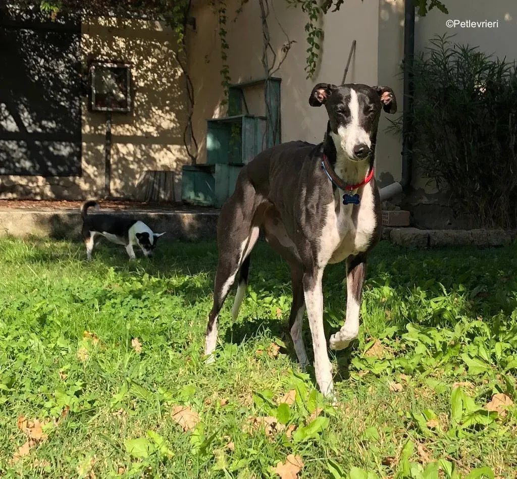 puffin adozione levrieri greyhound 18