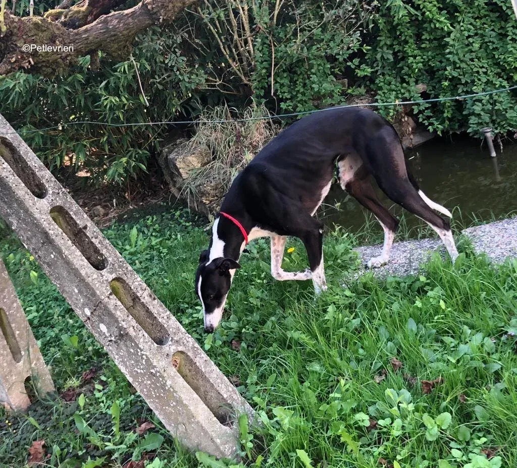 puffin adozione levrieri greyhound 19