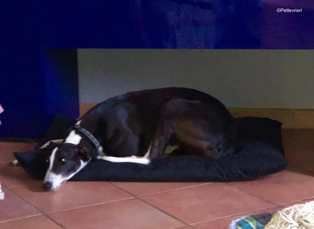 puffin adozione levrieri greyhound 2