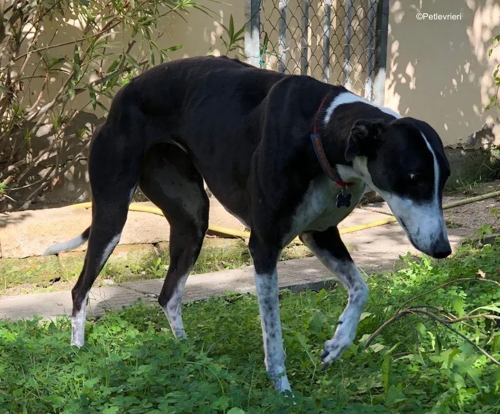 puffin adozione levrieri greyhound 20