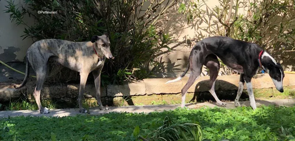 puffin adozione levrieri greyhound 21