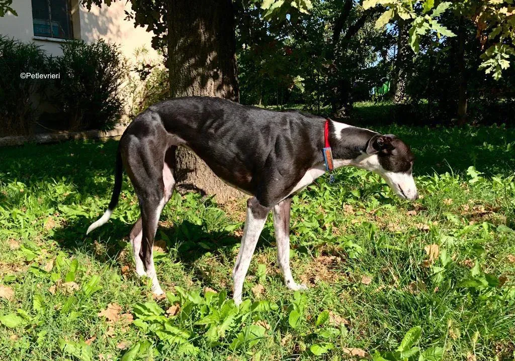 puffin adozione levrieri greyhound 22