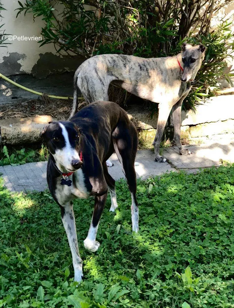 puffin adozione levrieri greyhound 23