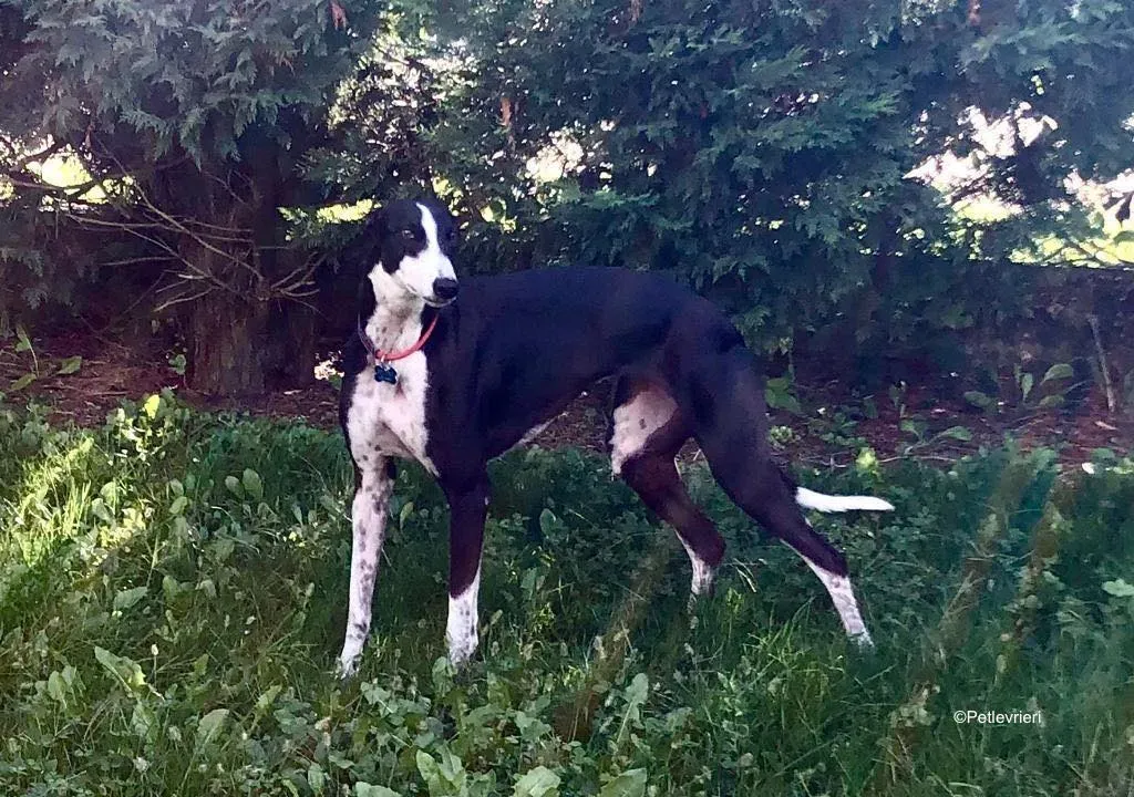 puffin adozione levrieri greyhound 24