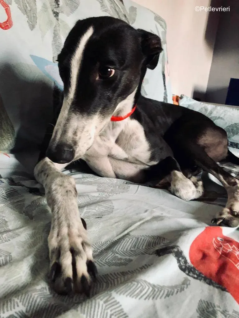 puffin adozione levrieri greyhound 3